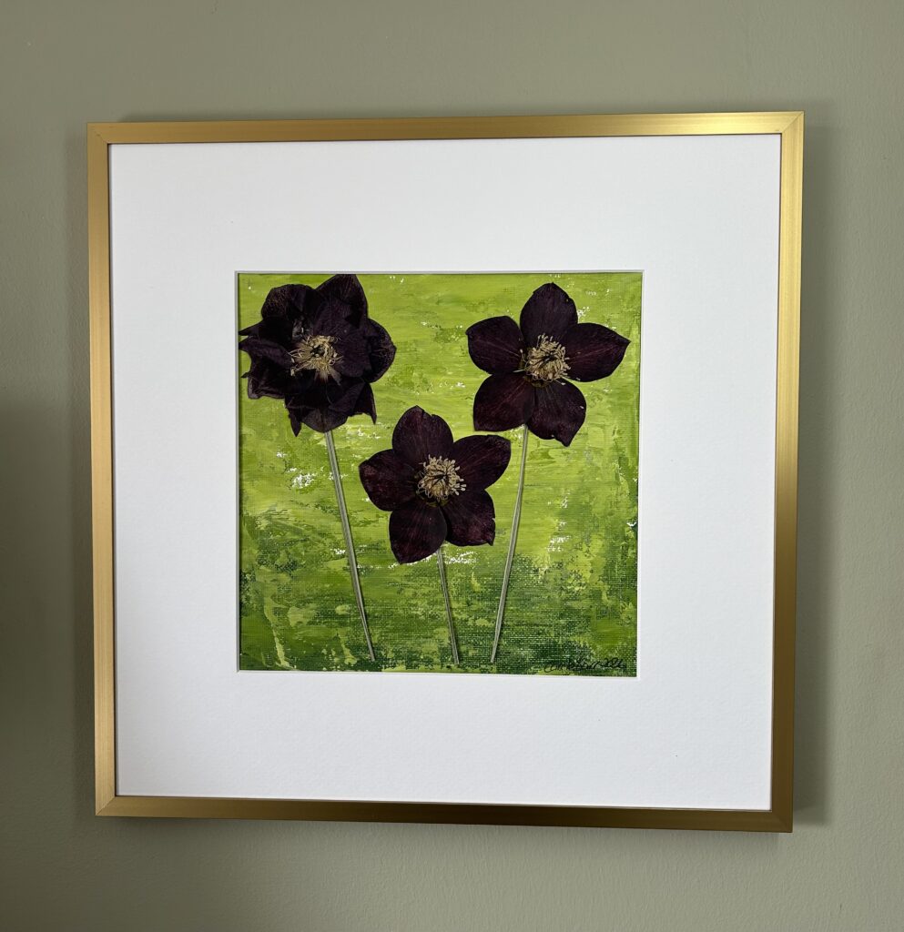 Helleborus