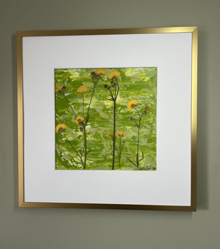 Meadow Buttercups
