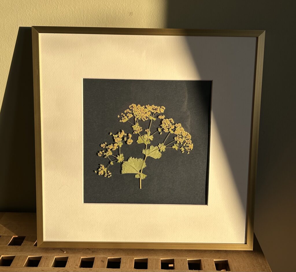 Alchemilla mollis on card