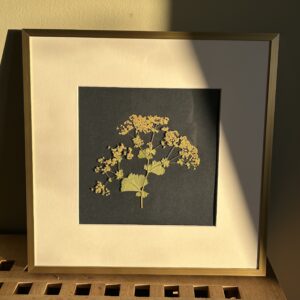 Alchemilla mollis on card