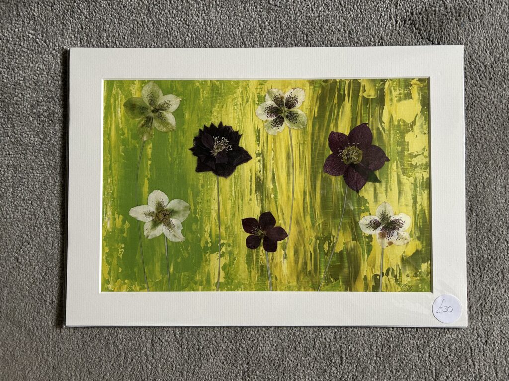 Helleborus