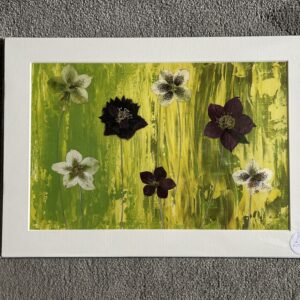 Helleborus