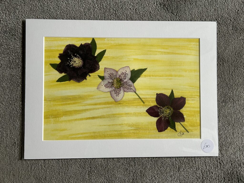 Flying Helleborus