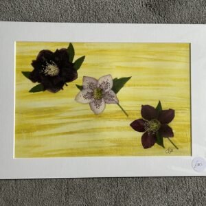 Flying Helleborus